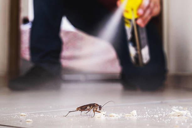 Best Insect Control  in Springville, UT